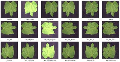 Cotton Fusarium wilt diagnosis based on generative adversarial networks in small samples